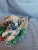 Mixed Puppies for sale in Delta, Pennsylvania. price: $75,000