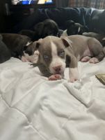Mixed Puppies for sale in Melvindale, Michigan. price: $150