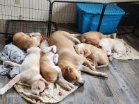Mixed Puppies for sale in Sunrise Beach, Missouri. price: $150