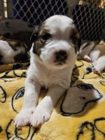 Mixed Puppies for sale in Overland Park, Kansas. price: NA