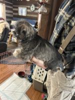 Mixed Puppies for sale in Elizabethtown, KY, USA. price: $300