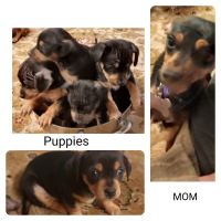 Mixed Puppies for sale in Kendall, Washington. price: NA