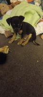 Mixed Puppies for sale in Phoenix, AZ, USA. price: $12,500