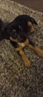 Mixed Puppies for sale in Phoenix, AZ, USA. price: $12,500
