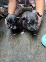 Mixed Puppies for sale in Los Angeles, California. price: $150
