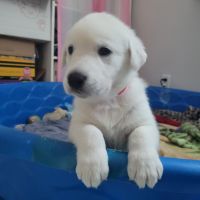 White German Shepherd/ Light Golden Golden Retriever Puppies