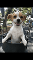 Mixed Puppies for sale in San Francisco, California. price: $8,000