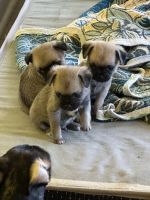 Mixed Puppies for sale in Taft, California. price: $600