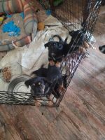 Mixed Puppies for sale in Bartley, Nebraska. price: $200