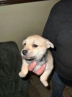Mixed Puppies for sale in Commerce City, Colorado. price: $300