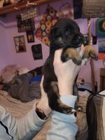 Mixed Puppies for sale in Portland, Oregon. price: $400