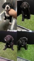 Mixed Puppies for sale in Margate, Florida. price: $300