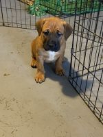 Boxer/mastiff puppies