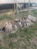 Mixed Puppies for sale in Bethlehem, Georgia. price: $200