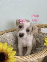 Mixed Puppies for sale in Plano, Texas. price: $300