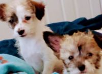 Mixed Puppies for sale in Phoenix, Arizona. price: $15,000