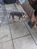 Mixed Puppies for sale in Selma, California. price: $200