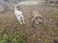 Mixed Puppies for sale in Corpus Christi, Texas. price: $50
