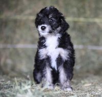 Mixed Puppies for sale in Marysville, California. price: $1,200