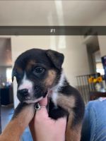 Mixed Puppies for sale in Tucson, Arizona. price: NA