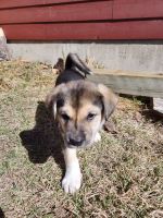 Mixed Puppies for sale in Bozeman, Montana. price: $500