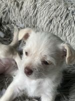 Mixed Puppies for sale in Ontario, California. price: $100
