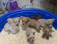 Mixed Puppies for sale in Stevenson, Washington. price: $600