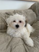 Mixed Puppies for sale in Miami Beach, Florida. price: $2,900