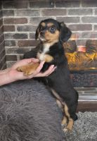 Mixed Puppies for sale in Rathbun, IA 52544, USA. price: $500
