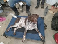 German Shorthaired Pointer Pups Purebred