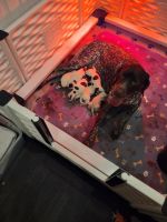 German Shorthaired Pointer Pups Purebred