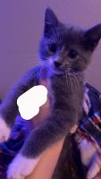 Mixed Cats for sale in Las Vegas, Nevada. price: $75