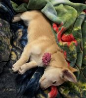 Female Mixed Breed Puppy