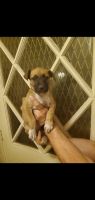 Mixed Puppies for sale in San Antonio, Texas. price: $25