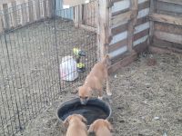 Mixed Puppies for sale in McNeal, Arizona. price: $25