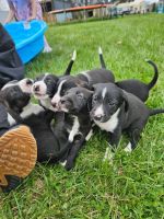 Mixed Puppies for sale in Louisa, Virginia. price: $200