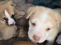 Mixed Puppies for sale in Mustang, Oklahoma. price: NA