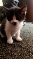 Mixed Cats for sale in Canton, Ohio. price: NA