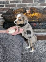 Mixed Puppies for sale in Rathbun, IA 52544, USA. price: $450