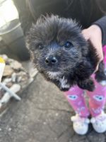 Mixed Puppies for sale in Santa Clarita, California. price: $200