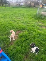 Mixed Puppies for sale in La Vernia, Texas. price: NA