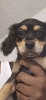 Mixed Puppies for sale in San Diego, CA, USA. price: $400