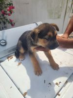 Mixed Puppies for sale in Davenport, Florida. price: $150