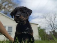 Mixed Puppies for sale in Appomattox, Virginia. price: $200