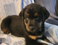 Mixed Puppies for sale in Appomattox, Virginia. price: $200
