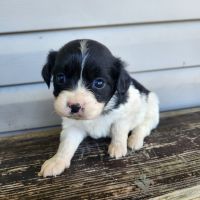 Puppy need good home