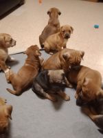 Mixed Puppies for sale in Statesville, North Carolina. price: $150