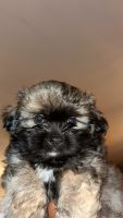 Mixed Puppies for sale in St. Louis, Missouri. price: $350
