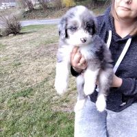 Mixed Puppies for sale in Greenville, Pennsylvania. price: $600