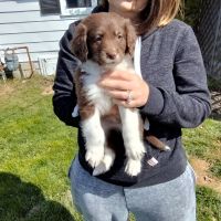 Mixed Puppies for sale in Greenville, Pennsylvania. price: $600